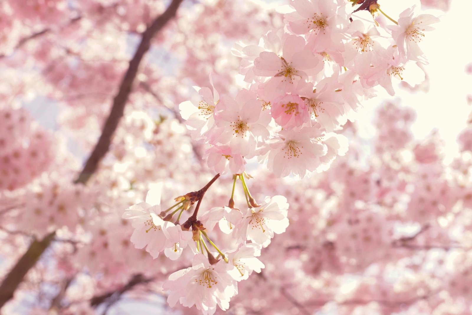 चेरी ब्लॉसम साकुरा Cherry Blossom Sakura